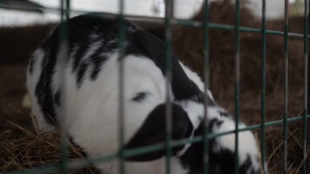 Een zwart-wit konijn in een kooi kauwt op voedsel. de kooi is gevuld met stro — Stockvideo