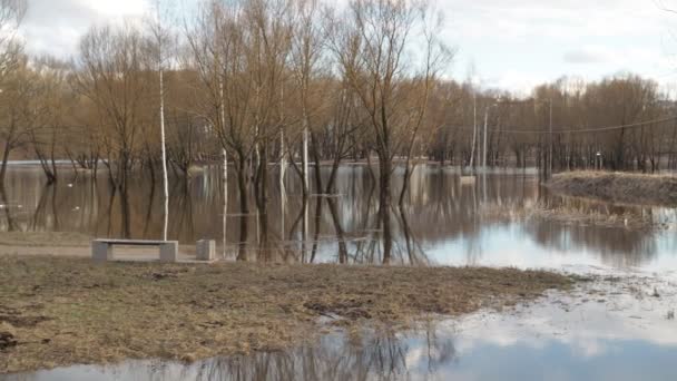 街の洪水だ。浸水した公園水の中に木のあるお店 — ストック動画