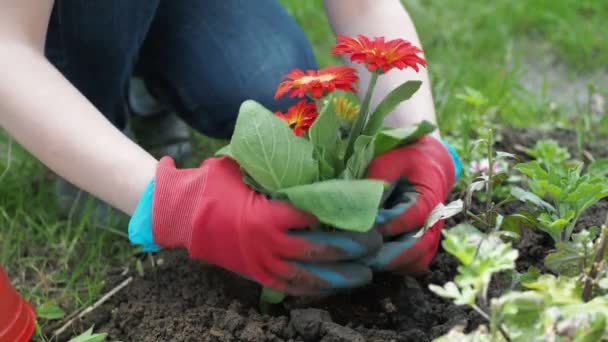 En kvinde planter en blomst i jorden på grunden. arbejde på blomsterbed – Stock-video