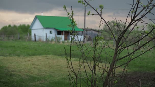 Un arbusto de ciruela floreciente en el fondo de una casa con un techo verde en un día lluvioso y tormentoso. nubes de trueno en el fondo. fondo fuera de foco — Vídeo de stock