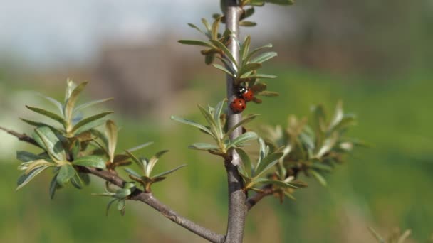 Lieveheersbeestjes kruipen op een boomtak in de tuin. De schoonheid van het wild. wantsen met rode vlekken — Stockvideo