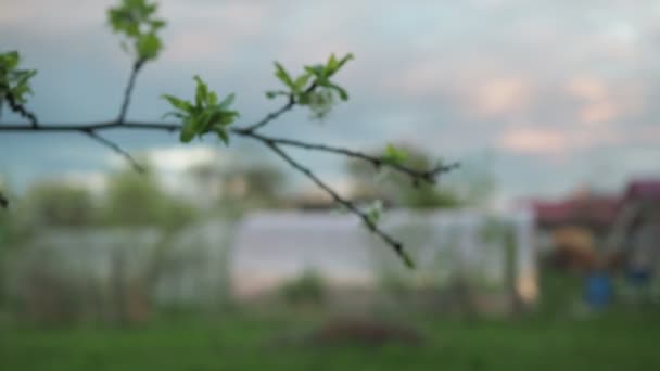 Ein Junge schnuppert an einem Zweig eines blühenden Apfelbaums im Garten. Frühling im Park. der Junge steht im Fokus und der Rest ist aus dem Fokus — Stockvideo