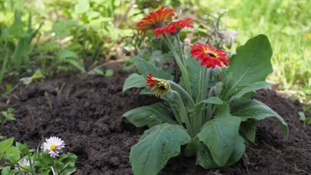 Uma mulher planta uma flor no chão na trama. trabalho no canteiro de flores. ele passa, soltando o chão com a mão — Vídeo de Stock