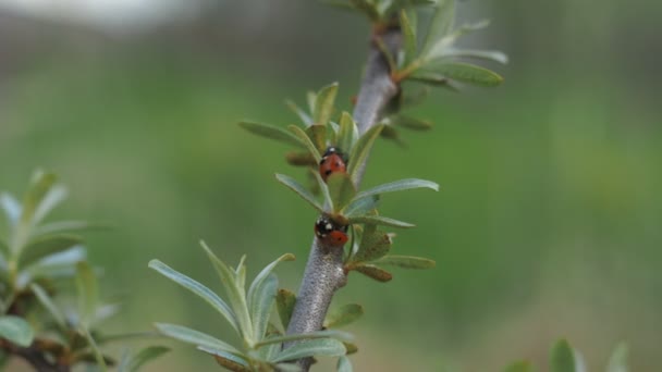 Ladybugs kruipen op een tak in de wind. De schoonheid van het wild. rode gespikkelde wantsen — Stockvideo