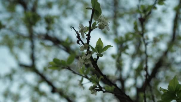 Un hombre encapuchado huele una rama de un árbol en flor en el jardín. primavera en el parque — Vídeos de Stock