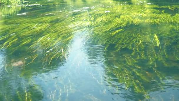 Πράσινα φύκια στον πάτο του ποταμού. Ειρήνη. Λάμψη στο νερό. έντομα που πετούν πάνω από το νερό — Αρχείο Βίντεο