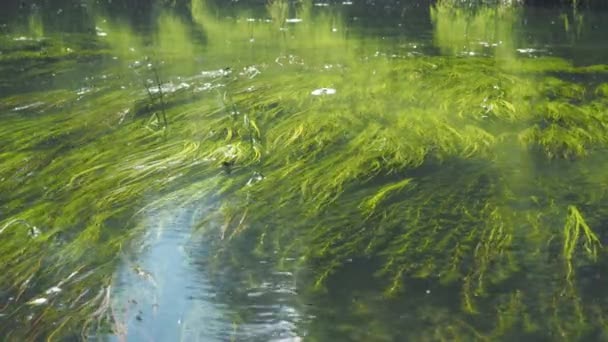 Algas en el fondo del río. corriente calmada. Paz. reflejo de los rayos del sol en el agua. insectos sobre el agua — Vídeo de stock