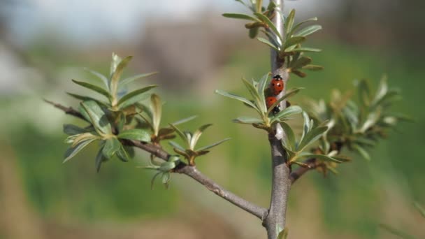 Mariquitas en una rama de árbol en el jardín. La belleza de lo salvaje. insectos moteados rojos — Vídeo de stock