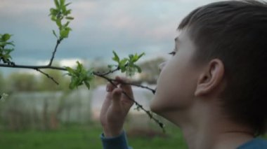 Bir çocuk bahçede çiçek açan bir elma ağacının dalını kokluyor. Parkta ilkbahar, temiz havada. mutluluk