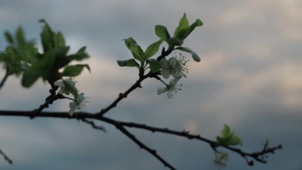 Ein blühender Apfelbaumzweig wackelt in Großaufnahme im Wind. schöne Wolkenbokeh — Stockvideo