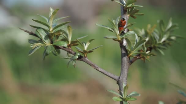 Mariquitas en una rama de árbol en el jardín. La belleza de lo salvaje. insectos de manchas rojas — Vídeo de stock