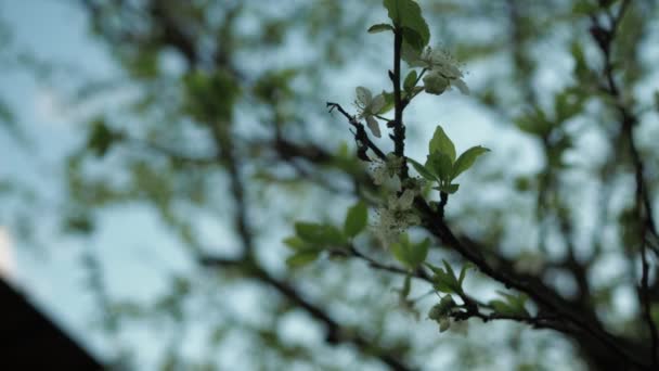 Ein vermummter Mann erschnüffelt einen Zweig eines blühenden Apfelbaums im Garten. Frühling im Park — Stockvideo