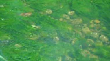 Nehrin dibindeki yosun. Hızlı akım. Barış. Suyun üzerinde parla