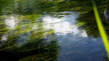 Nehrin dibindeki parlak yeşil çimenler. Sakin akıntı. Barış. doku