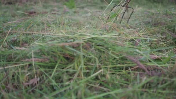 Sbírá sekanou trávu z pozemku. letní sekání. úklid území — Stock video
