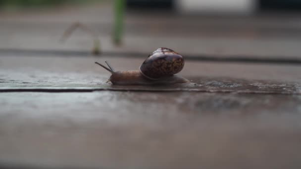 L'escargot rampe rapidement sur une planche de bois. une course à grande vitesse — Video