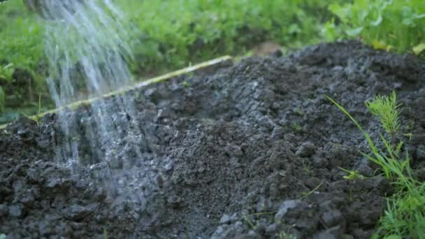 Hij bewatert de grond met water uit een gieter voor het planten. landbouw — Stockvideo