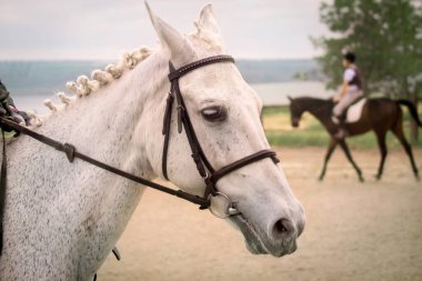 beyaz at başı profili, dizgin, yakın çekim, binicilik yarışması