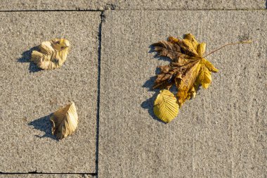 Gri zemine düşmüş sarı yaprak. Düşen bir yaprak, sonbaharın eşiğinde.