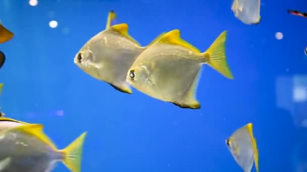 Žluté Ploché Ryby Akváriu Mezi Řasami Korály Sledování Ryb — Stock video