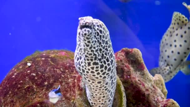 Die Muräne Oder Muraenidae Ist Aquarium Wissenschaftlich Als Homarus Gammarus — Stockvideo