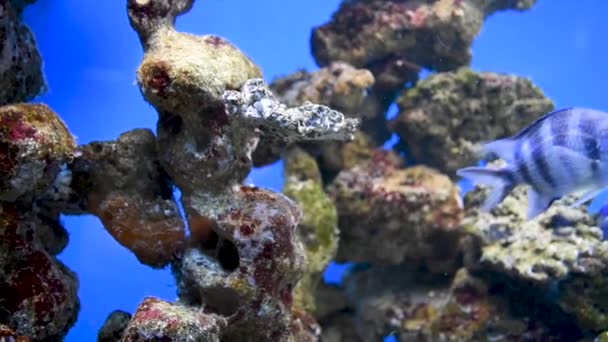 Video Riffsicheren Aquarium Bunte Fische Fischbeobachtung — Stockvideo