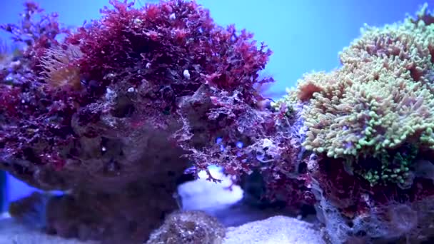 Rotes Gras Rotalgen Grund Eines Ausgetrockneten Sees Beobachtung Von Algen — Stockvideo