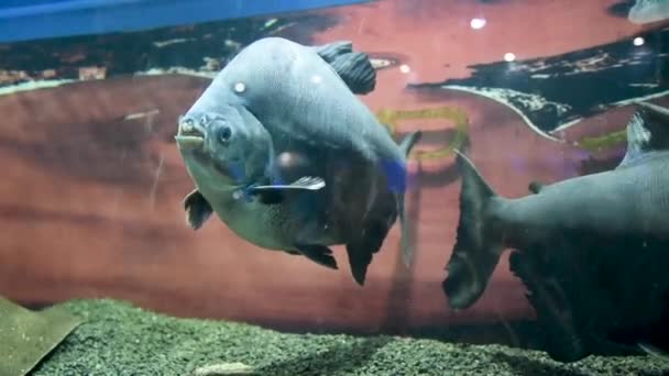 Akvaryumdaki Siyah Büyük Balık Kaliningrad Daki Dünya Okyanusu Müzesi Balıklara — Stok video