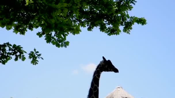 Giraffen Försöker Grenarna Med Tungan Nyfiken Giraff Mot Himlen — Stockvideo