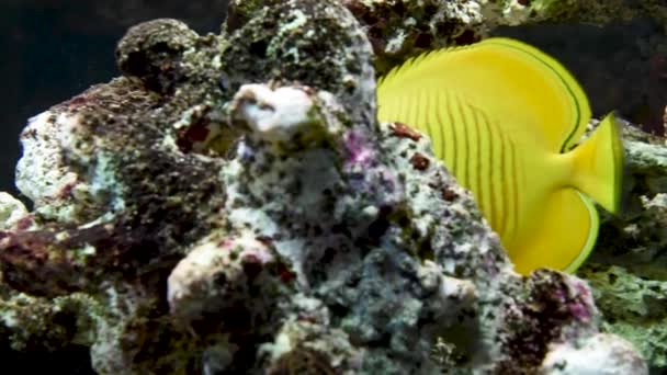 Kurzes Video Von Yellow Tang Fish Meerwasseraquarium Gelbe Plattfische Aquarium — Stockvideo