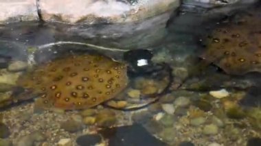Anemon yumuşak mercanları ve tuzlu su akvaryumunda yüzen palyaço balıkları. Amphiprioninae 'nin görüntüleri, muhteşem deniz şakayıklarına yerleştirilmiş, su altı deniz yosunları. Tankta deniz habitatı, uçurum resifi