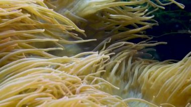 Deniz şakayıkları bir deniz şakayığı grubudur. Deniz şakayıkları Cnidaria 'da sınıflandırılır. Anthozoa sınıfı, Hexacorallia alt sınıfı eğitim içindir..