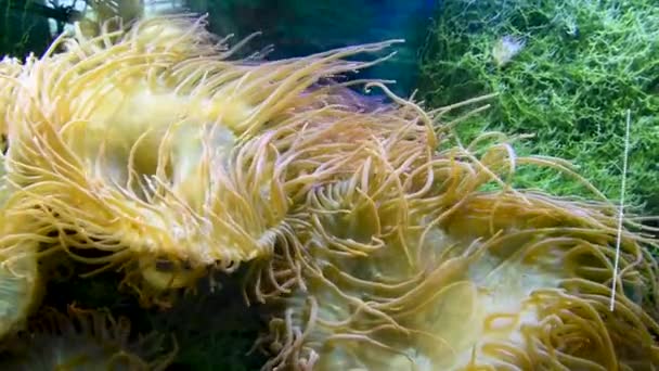 Ukwiały Morskie Grupą Morskich Ukwiały Morskie Sklasyfikowane Phylum Cnidaria Klasy — Wideo stockowe