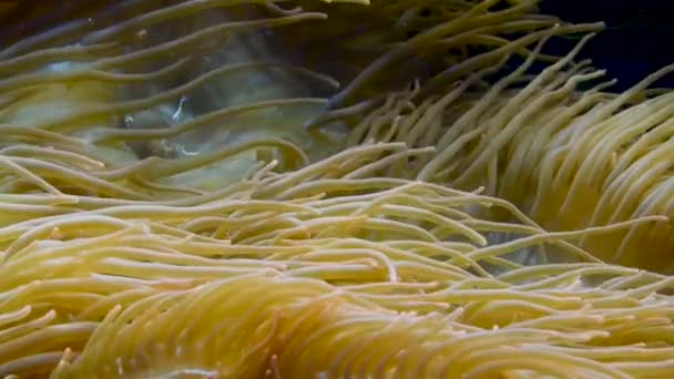 Seeanemonen Sind Eine Gruppe Von Meeresanemonen Seeanemonen Sind Den Stamm — Stockvideo