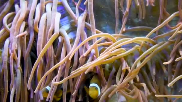 Anemone Měkké Korály Klauni Plavání Mořském Akváriu Záběry Amphiprioninae Ocellaris — Stock video