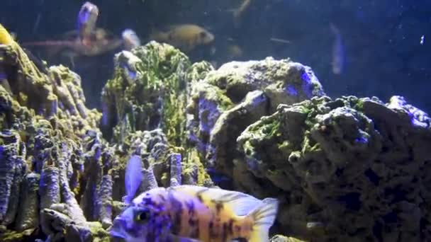 Kurzes Video Von Yellow Tang Fish Meerwasseraquarium Gelbe Plattfische Aquarium — Stockvideo