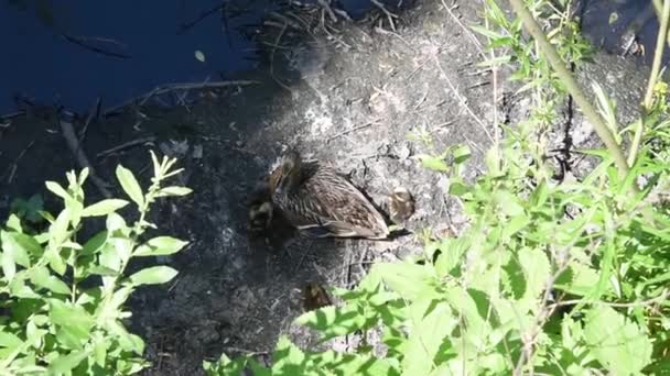 Madre Pato Con Patitos Orilla Vista Superior Mundo Naturaleza Salvaje — Vídeos de Stock