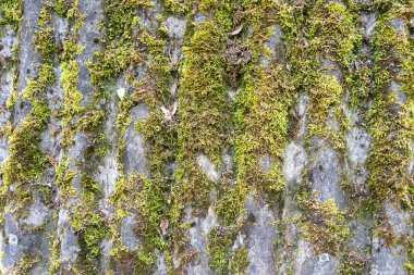 Üstü yosun kaplı kiremit, düşük alan derinliği