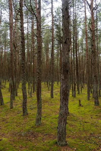 Bild Dansande Skog Kuriska Näset Kaliningradregionen Ryssland Begreppet Reservat Och — Stockfoto