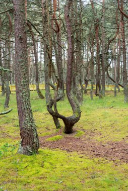 Rusya 'nın Kalininingrad bölgesindeki Curonian Spit üzerinde dans eden bir ormanın görüntüsü. Rezerv kavramı ve ormanın doğal zenginliği..