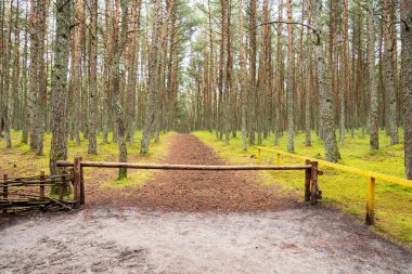 Yeşil bir ormanın arka planında, yolu olan eski bir ahşap bariyer. Seyahat ve turizm kavramı.