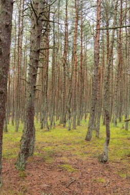 Rusya 'nın Kalininingrad bölgesindeki Curonian Spit üzerinde dans eden bir ormanın görüntüsü. Rezerv kavramı ve ormanın doğal zenginliği..