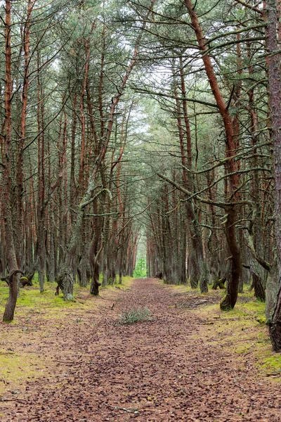 Bild Dansande Skog Kuriska Näset Kaliningradregionen Ryssland Begreppet Reservat Och — Stockfoto