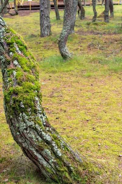 Mossa Trädstammen Ett Gammalt Träd Med Mossa Begreppet Skog — Stockfoto