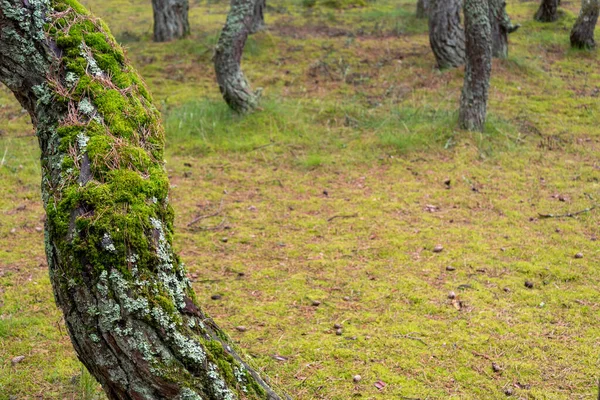 Mossa Trädstammen Ett Gammalt Träd Med Mossa Begreppet Skog — Stockfoto