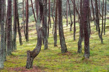Rusya 'nın Kalininingrad bölgesindeki Curonian Spit üzerinde dans eden bir ormanın görüntüsü. Rezerv kavramı ve ormanın doğal zenginliği..