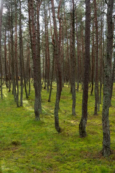 Bild Dansande Skog Kuriska Näset Kaliningradregionen Ryssland Begreppet Reservat Och — Stockfoto