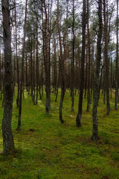 Зображення Танцюючого Лісу Куршській Косі Калінінградській Області Росії Концепція Заповідника — стокове фото