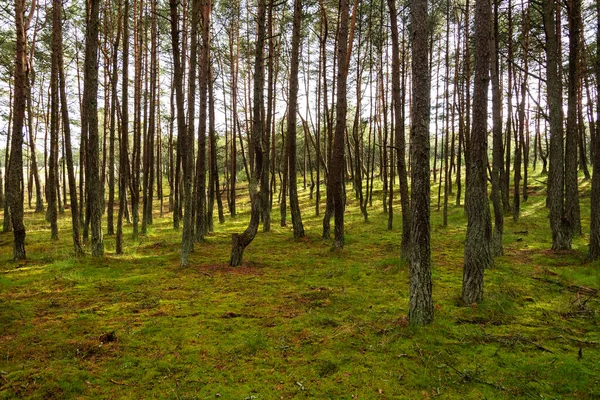 Image Dancing Forest Curonian Spit Kaliningrad Region Russia Concept Reserve — Stock Photo, Image