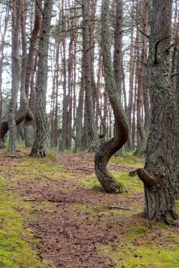 Rusya 'nın Kalininingrad bölgesindeki Curonian Spit üzerinde dans eden bir ormanın görüntüsü. Rezerv kavramı ve ormanın doğal zenginliği..